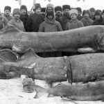 Esturgeon de sibérie en 1900, Beluga, Sevruga et Osciètre