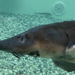 Alimentation de l'esturgeon de l'estugeonnière Caviar Perlita