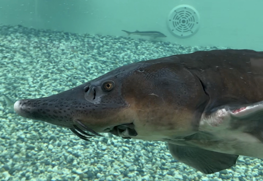 Alimentation de l'esturgeon de l'estugeonnière Caviar Perlita