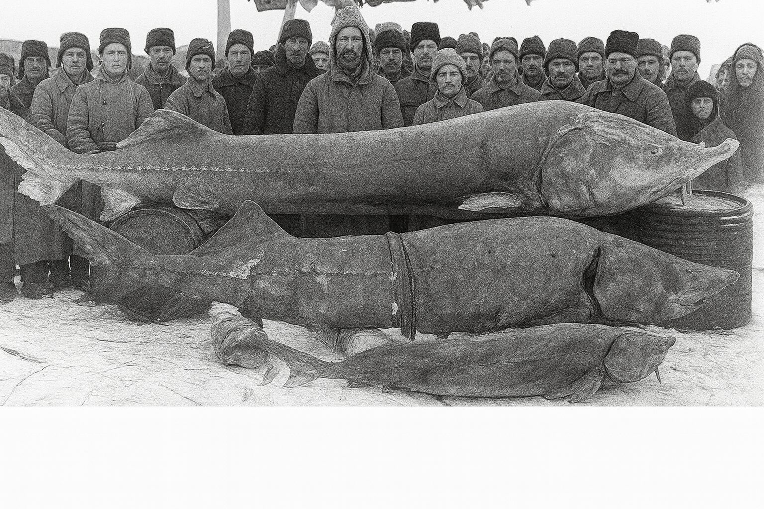 Pécheurs d'esturgeon en 1900 en Sibérie